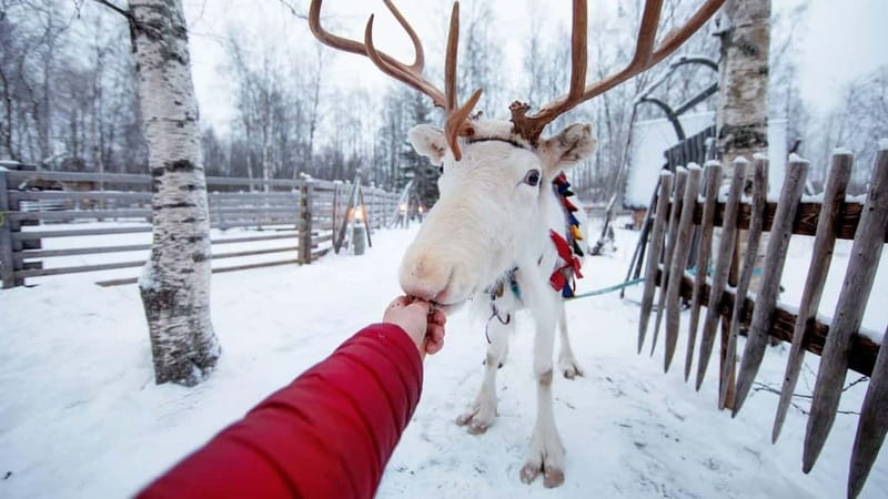 Kemi-Tornio: Reindeer farm experience - Meeting the herd: feeding reindeer moss and taking photos