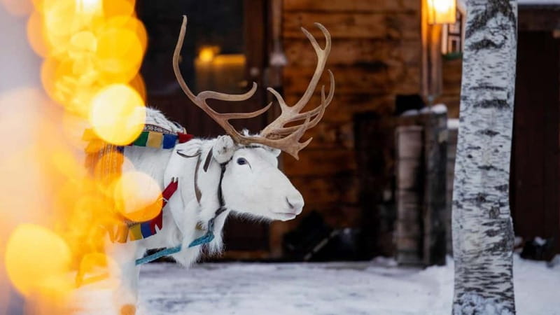 Kemi-Tornio: Reindeer farm experience - Arriving at Sea Lapland Safaris safari house and getting dressed