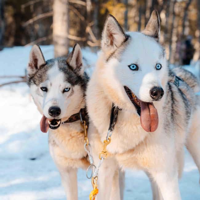Kemijärvi: Insider Husky Self-Drive 5km Safari - 6 Key Things That Make This Husky Safari Feel Different