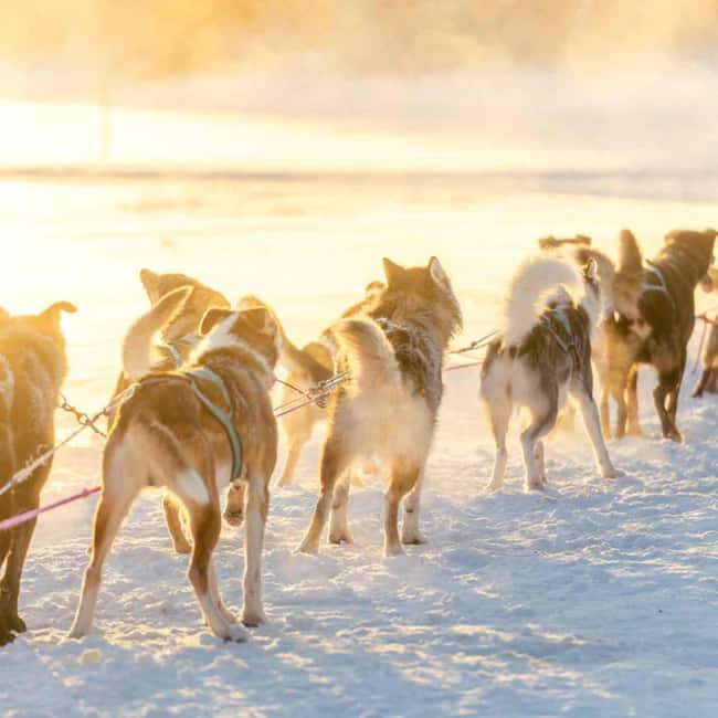 Kemijärvi: Insider Husky Self-Drive 5km Safari - Getting Started in Kemijärvi, and Why the Pickup Matters