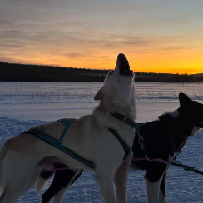 Kemijärvi: Insider Husky Self-Drive 5km Safari - What the Handlers Teach You, and Why It Changes the Ride