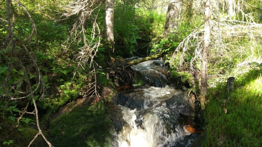 Korouoma National Park Guided Hike with Snacks - A 6-Hour Korouoma National Park Hike That Actually Feels Like Lapland