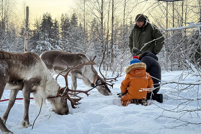 Kuoksa Reindeer Adventure - Feeding reindeer and learning from the caregivers