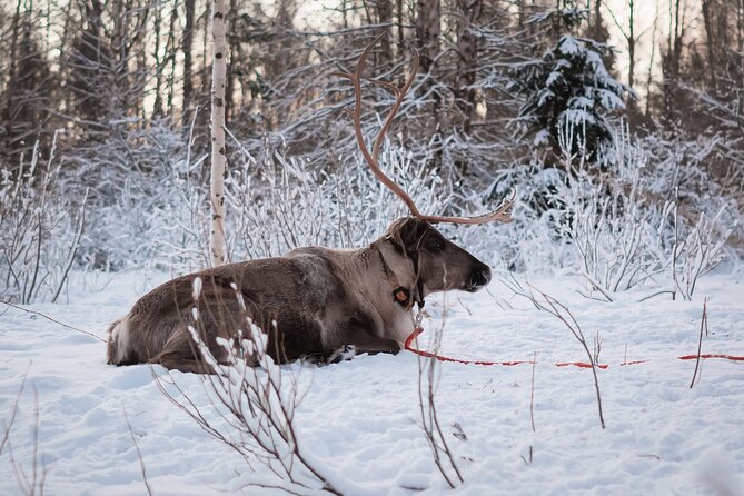 Kuoksa Reindeer Adventure - The teepee warm-up: hot juice, cookies, and a proper break
