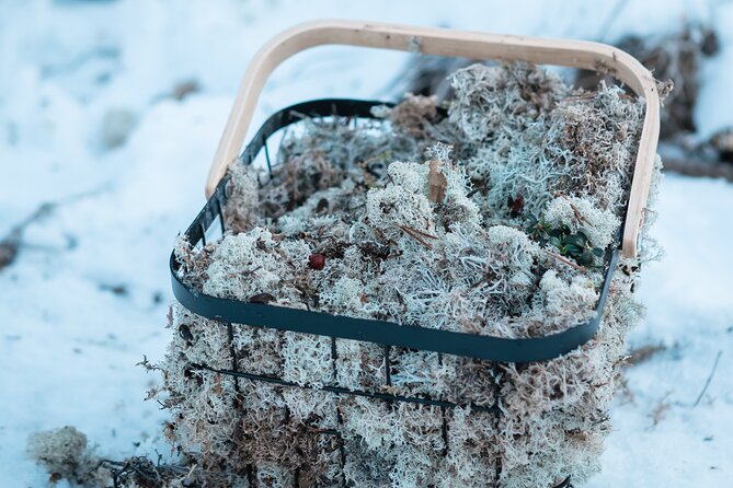 Kuoksa Reindeer Adventure - Weather reality: when good conditions make a difference