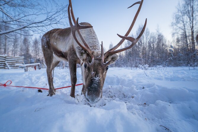 Kuoksa Reindeer Adventure - The reindeer sleigh safari: 40 minutes of slow winter motion