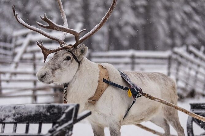 Kuoksa Reindeer Farm Visit with a Short Sleigh Ride - Kuoksa Reindeer Farm: What you’re really paying for