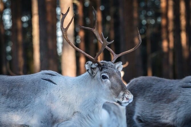 Kuoksa Reindeer Farm Visit with a Short Sleigh Ride - The farm visit: learning the herding life, not just the animals