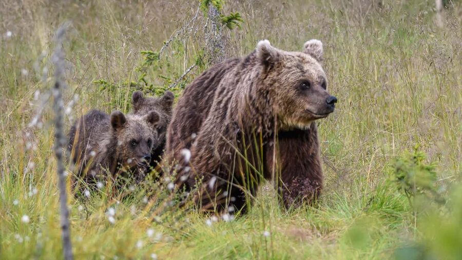Kuusamo: Bear watching evening - Quick hits you’ll care about before you go