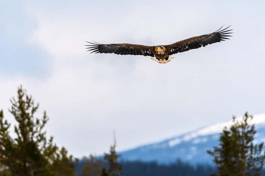 Kuusamo: Bear watching evening - What to pack, and who this tour fits best
