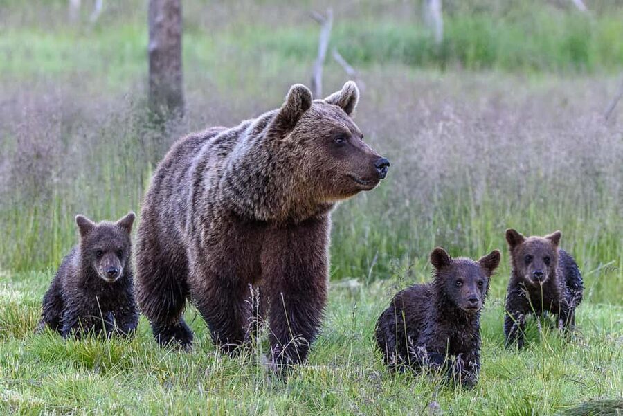 Kuusamo: Bear watching evening - Kuusamo bear watching from a photography hide