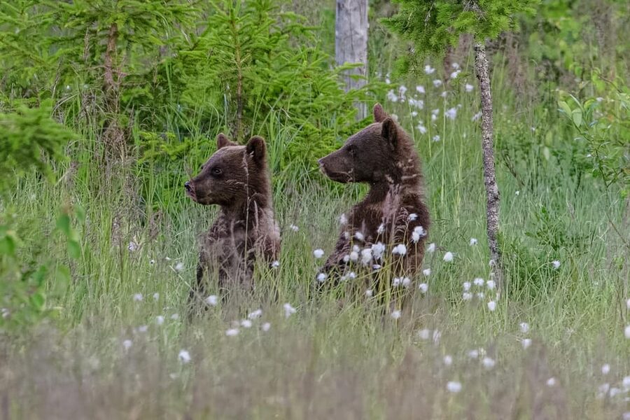 Kuusamo: Bear watching evening - What you might see in the arctic taiga