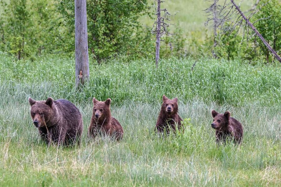 Kuusamo: Bear watching evening - Guides who shoot: better photos and better animal stories