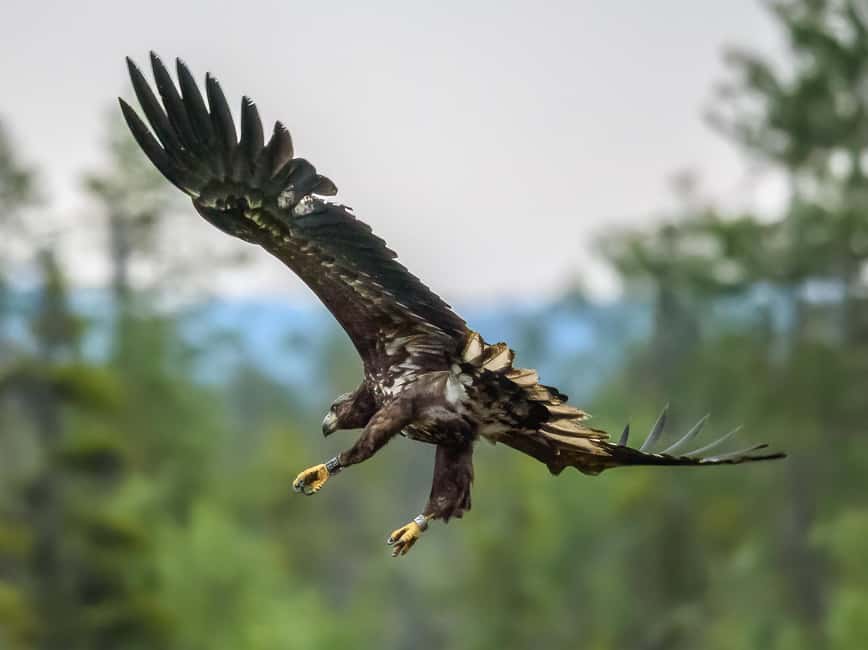 Kuusamo: Bear watching evening - Timing and light: why evening matters here