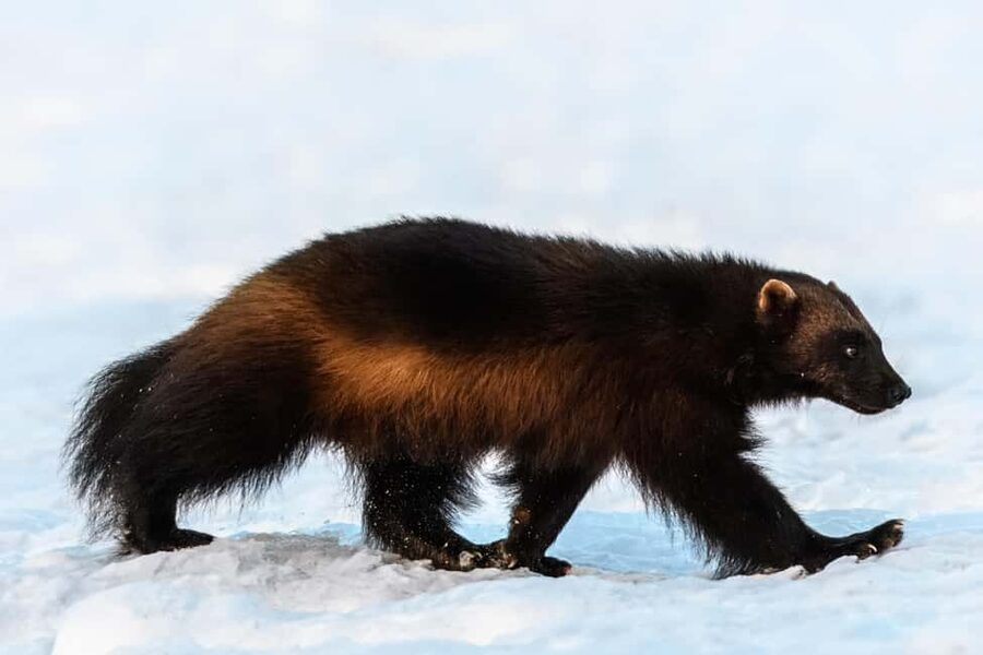Kuusamo: Bear watching evening - Price and value: what you get for about $176