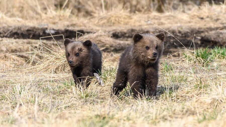 Kuusamo: Bear watching evening - Rules that keep the wildlife calm (and keep you safe)