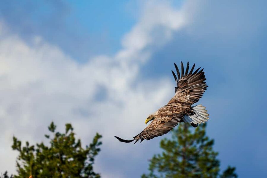 Kuusamo: Bear Watching Evening Tour - Who Should Book This Tour (and Who Might Not Love It)