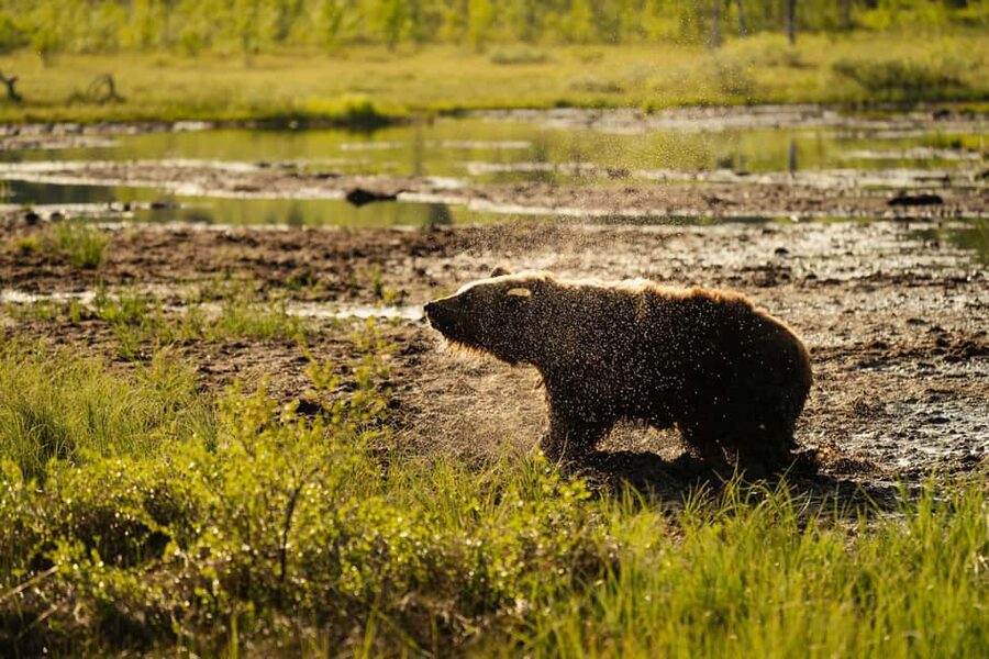 Kuusamo: Bear Watching Evening Tour - Should You Book Karhu-Kuusamo’s Bear Watching Evening Tour?