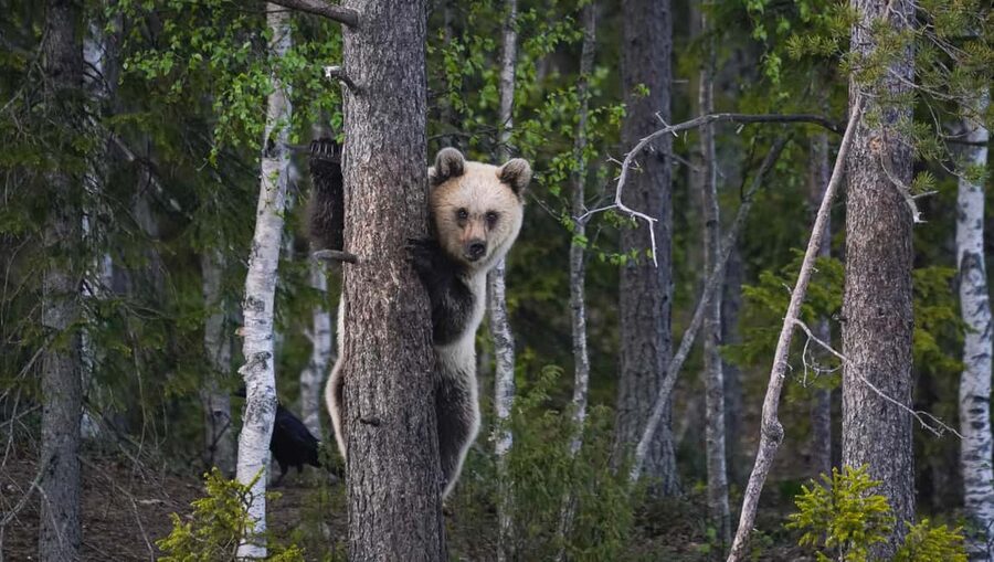 Kuusamo: Bear Watching Evening Tour - Getting There and the Walk You Will Actually Feel