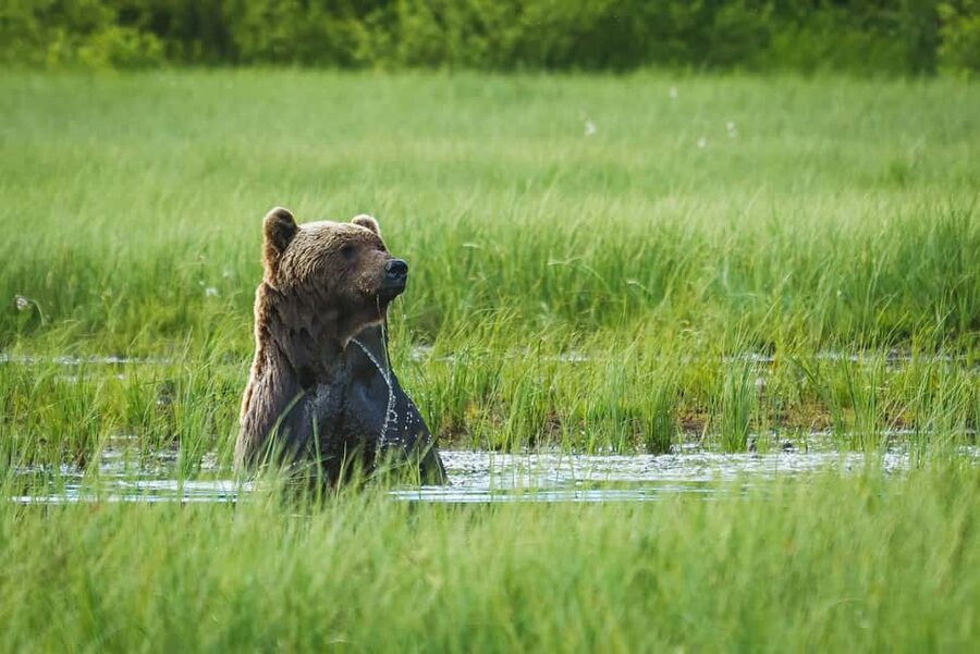 Kuusamo: Bear Watching Overnight Tour - Key highlights that matter before you book