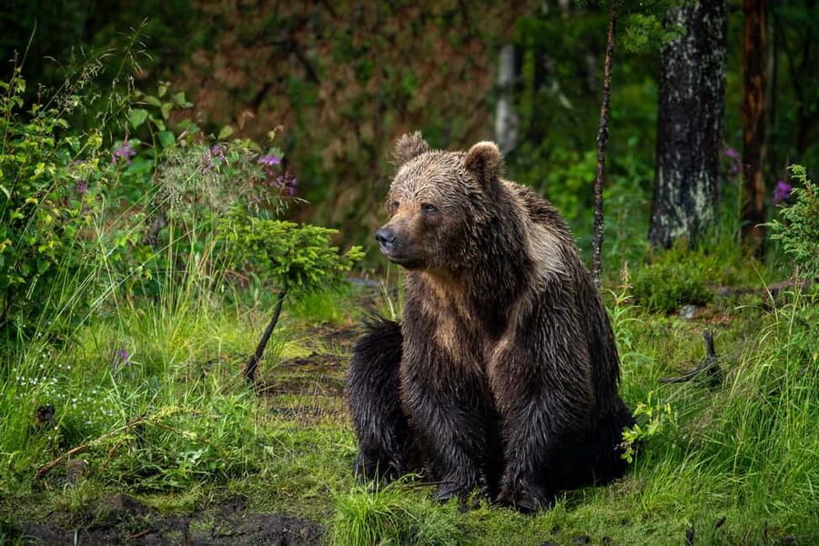 Kuusamo: Bear Watching Overnight Tour - Kuusamo overnight bear watching in wooden hides: the real deal