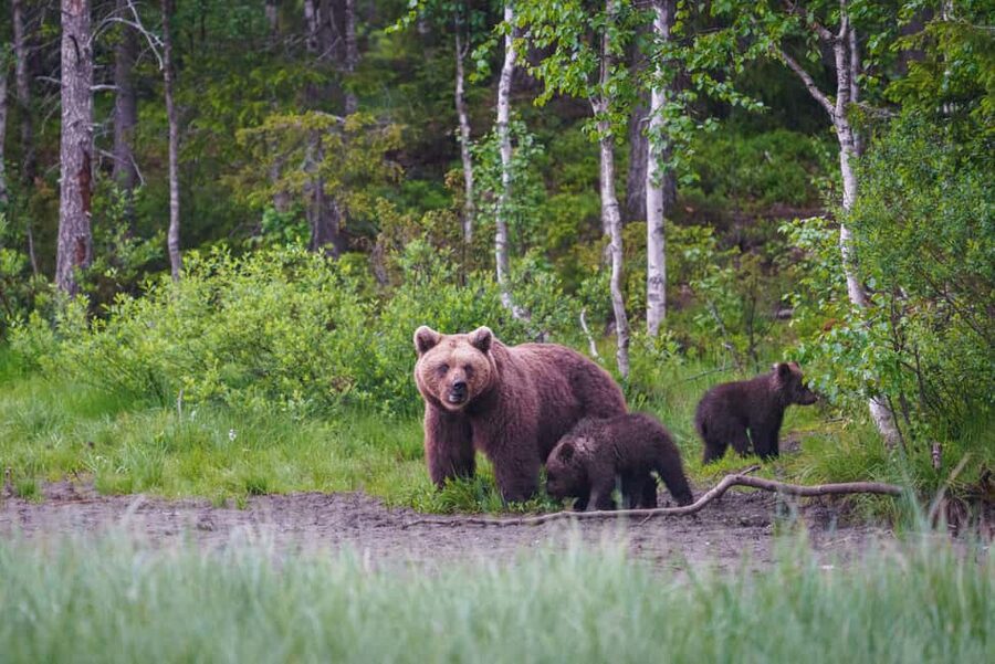 Kuusamo: Bear Watching Overnight Tour - Your evening schedule: arriving at 6 p.m. and learning until 10 p.m.