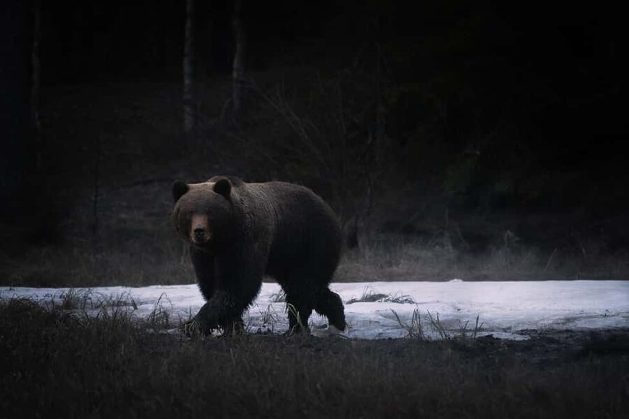 Kuusamo: Bear Watching Overnight Tour - The overnight part: what happens after 10 p.m. until 8 a.m.