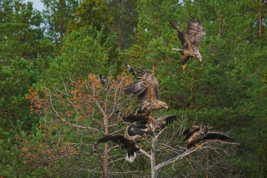 Kuusamo: Bear Watching Overnight Tour - Rain, timing, and why hides are more forgiving than you think
