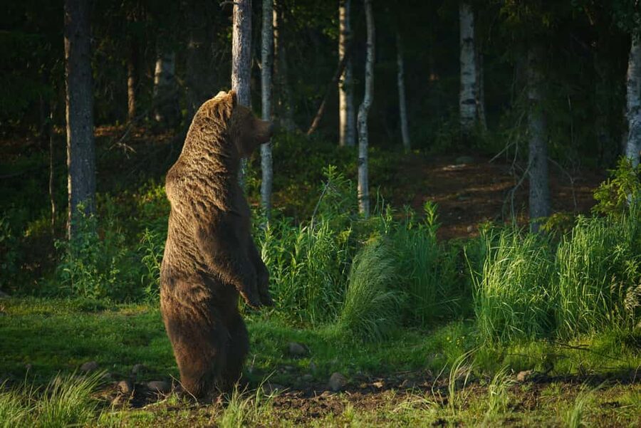 Kuusamo: Bear Watching Overnight Tour - Pricing at $223: what you get for your money