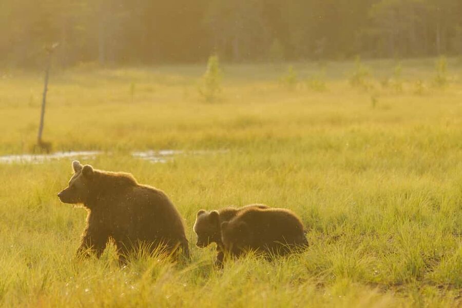 Kuusamo: Bear Watching Overnight Tour - The Bear Guarantee and 99% odds: how risk is handled