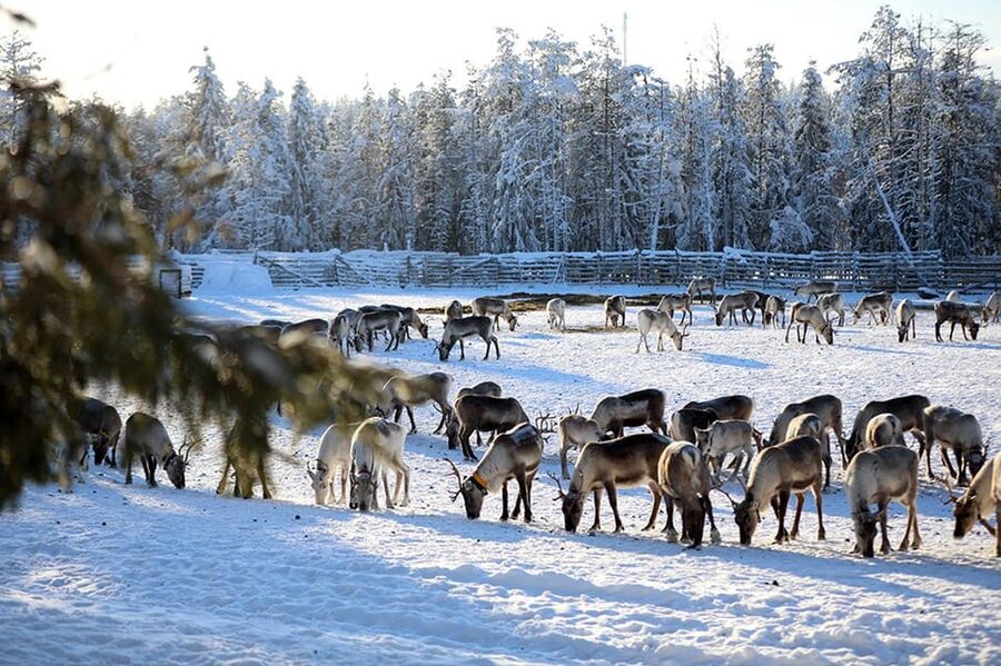 Kuusamo: Morning Feeding of Hundreds of Reindeer - Key highlights worth planning around
