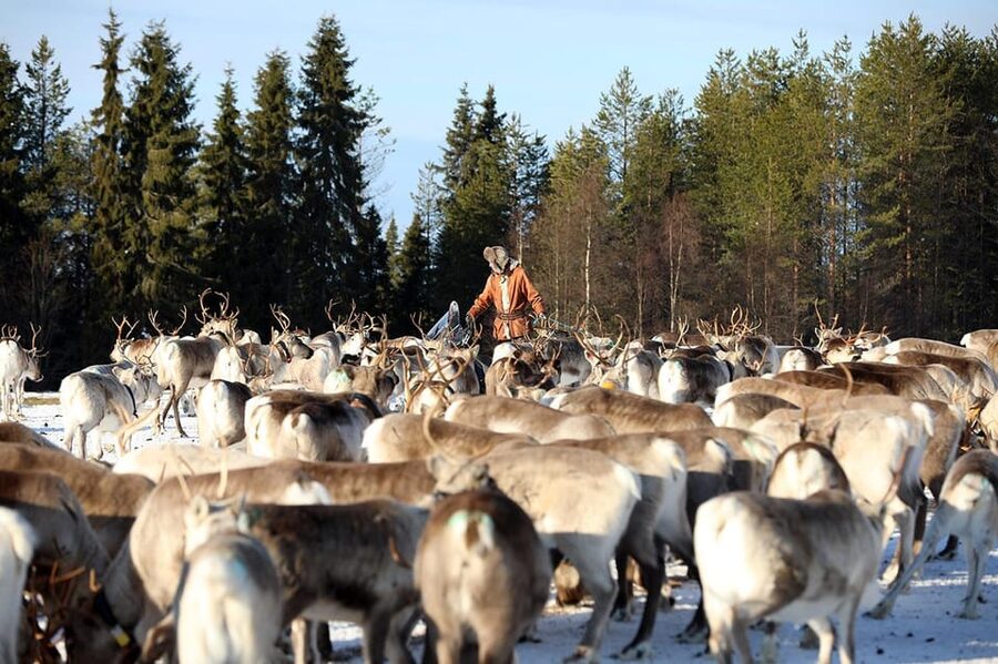 Kuusamo: Morning Feeding of Hundreds of Reindeer - Kuusamo’s morning reindeer feeding at Kujala Porotila Oy