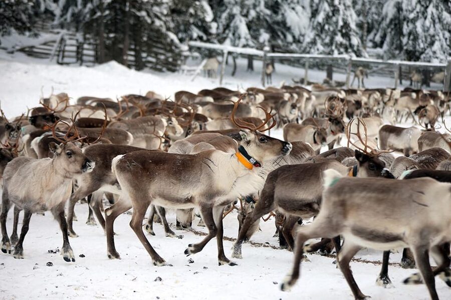 Kuusamo: Morning Feeding of Hundreds of Reindeer - The breakfast rush: watching hundreds gather for lichen