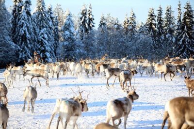 Morning Feeding of Hundreds of Reindeer