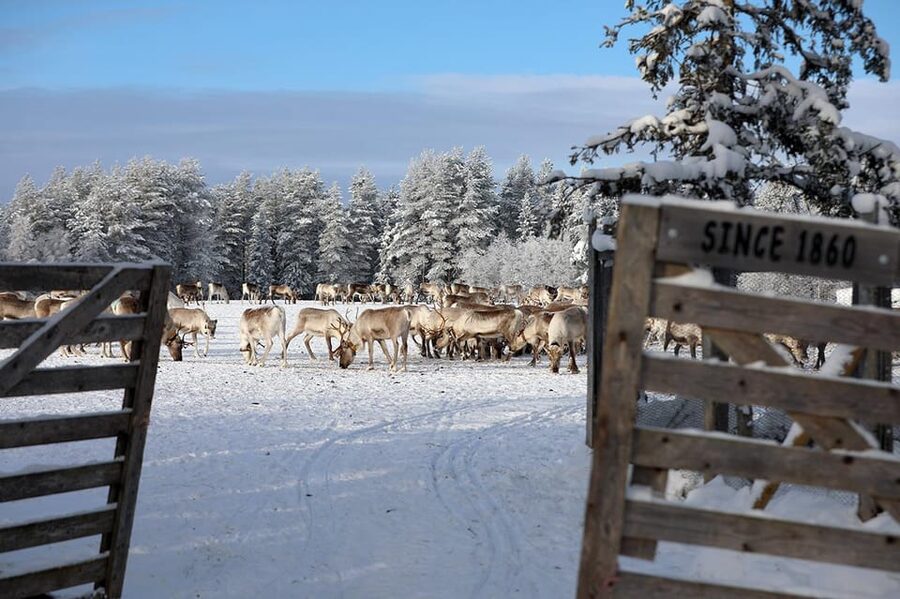 Kuusamo: Morning Feeding of Hundreds of Reindeer - What the guide covers and why it makes the tour better