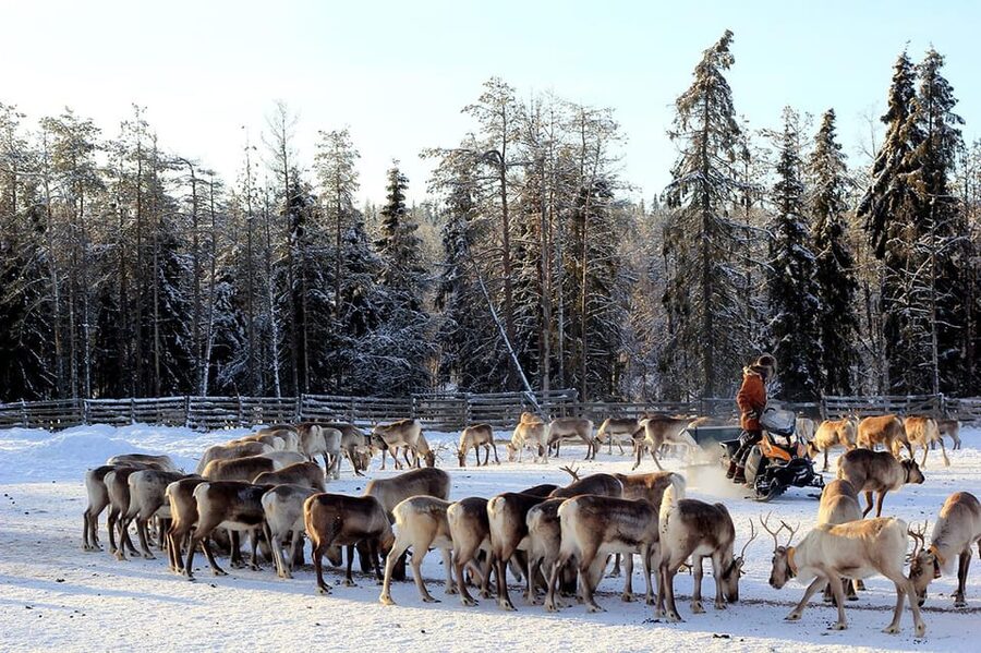 Kuusamo: Morning Feeding of Hundreds of Reindeer - Practical tips for a smooth, comfortable reindeer morning