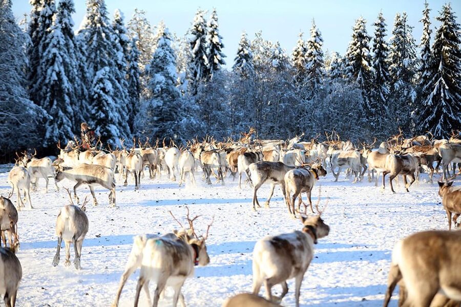 Kuusamo: Morning Feeding of Hundreds of Reindeer - Meeting the guide and heading into the farm corral