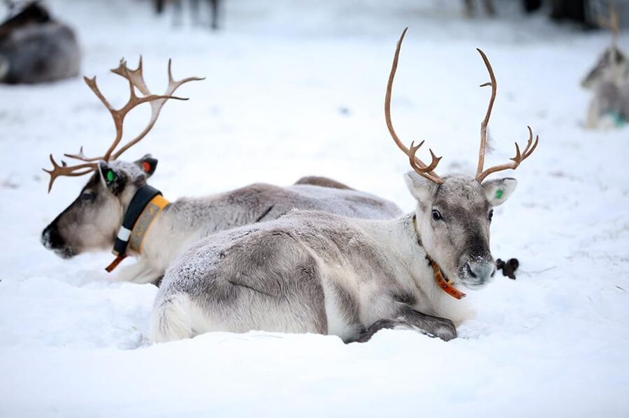 Kuusamo: Reindeer Farm Visit - Key highlights you will feel on the ground