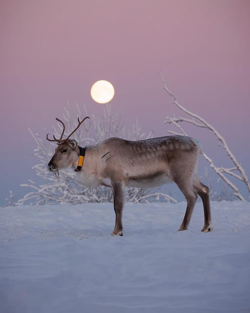 Kuusamo: Reindeer Farm Visit - The farm tour through hundreds of reindeer pens