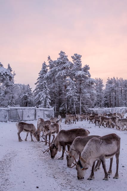 Kuusamo: Reindeer Farm Visit - Handicrafts workshop and boutique for Finnish-made souvenirs