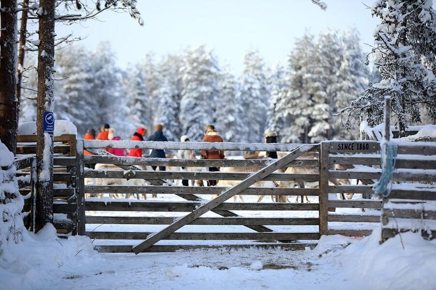Kuusamo: Reindeer Farm Visit - Price and timing: is $31 worth it?