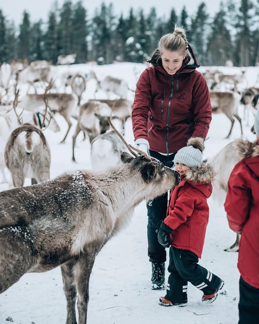 Kuusamo: Reindeer Farm Visit - What to wear, what not to do, and who this suits best