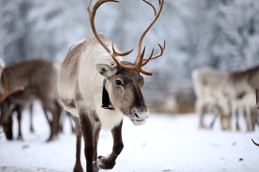 Kuusamo: Reindeer Sleigh Ride and Farm Visit - Kujala Reindeer Farm Near Kuusamo, what you do in 1.5 hours