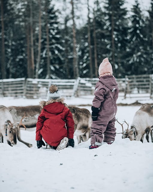Kuusamo: Reindeer Sleigh Ride and Farm Visit - Feeding hundreds of reindeer in the ancient corral