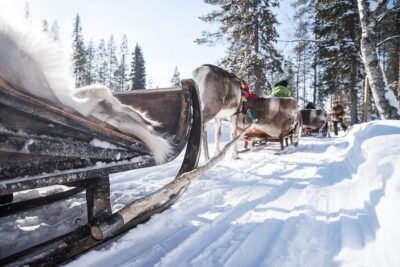 Reindeer Sleigh Ride and Farm Visit