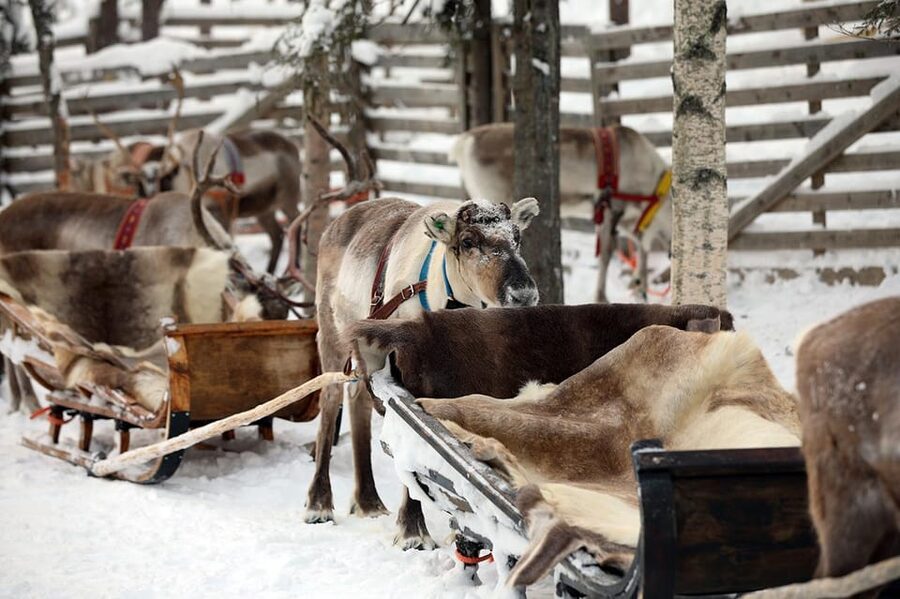 Kuusamo: Reindeer Sleigh Ride and Farm Visit - The Kujala farm visit and herding stories that make it make sense