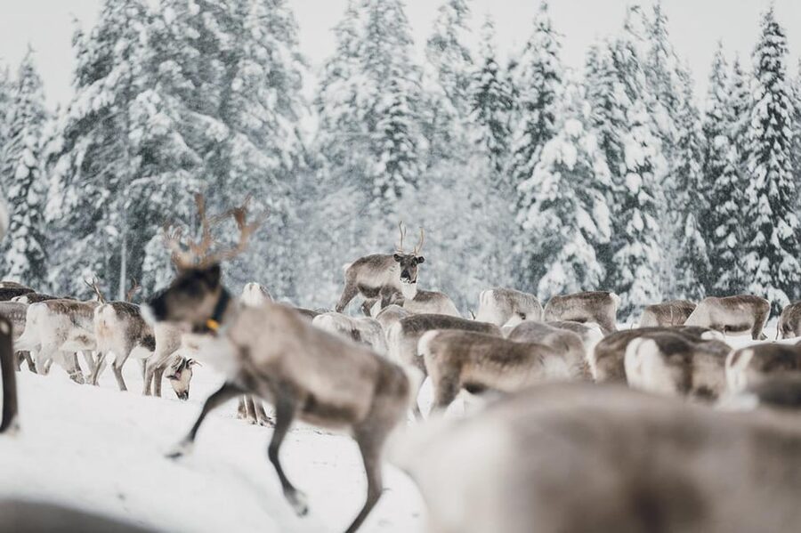 Kuusamo: Reindeer Sleigh Ride and Farm Visit - Farm shop time: reindeer products and handicrafts you can take home