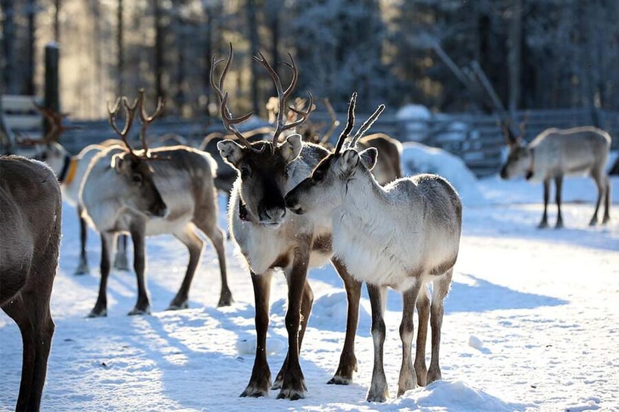 Kuusamo: Reindeer Sleigh Ride and Farm Visit - FAQ