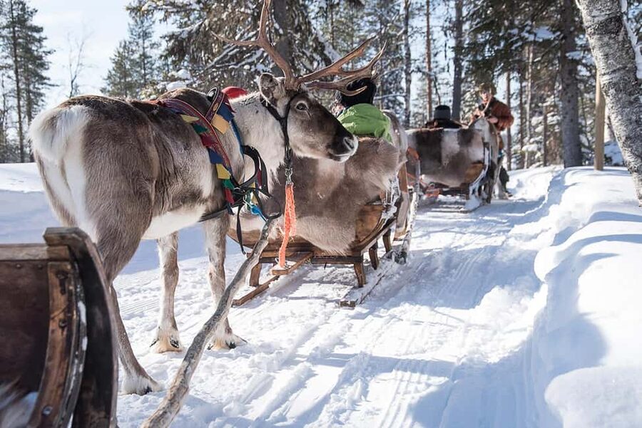 Kuusamo: Reindeer Sleigh Ride in Kujalan Porotila - Kujalan Porotila before the sleigh: farm life and a hands-on feel