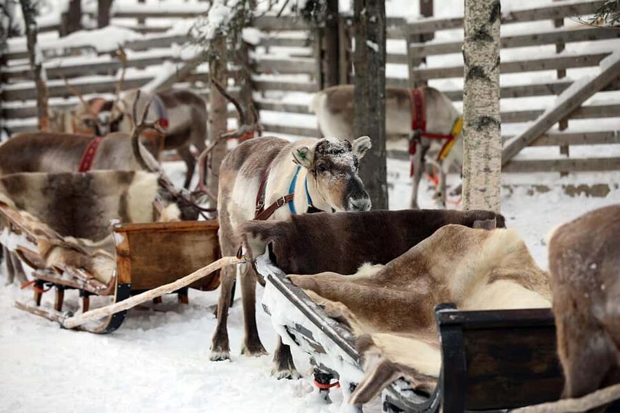 Kuusamo: Reindeer Sleigh Ride in Kujalan Porotila - Warm reindeer hides and winter clothing: how to stay comfortable